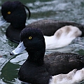 Tufted Duck. One of the most common duck species in winter Tokyo. Seen in almost every park with a good size pond. <br />Canon EOS 6D + EF400 F5.6 Tufted Duck. One of the most common duck species in winter Tokyo. Seen in almost every park with a good size pond. <br />Canon EOS 6D + EF400 F5.6